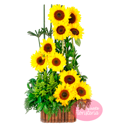 Bellos Girasoles – Floristerías Guate