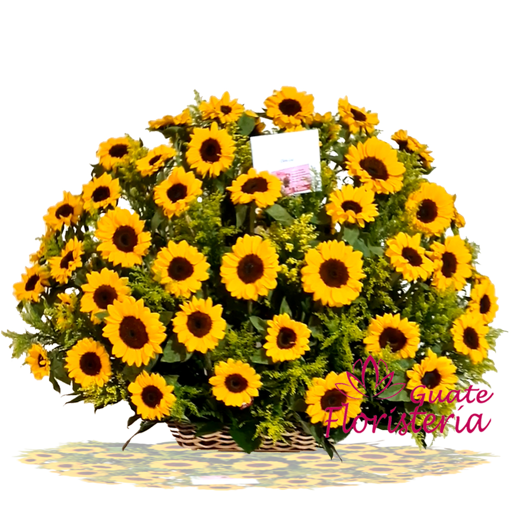 Girasoles Impactantes – Floristerías Guate