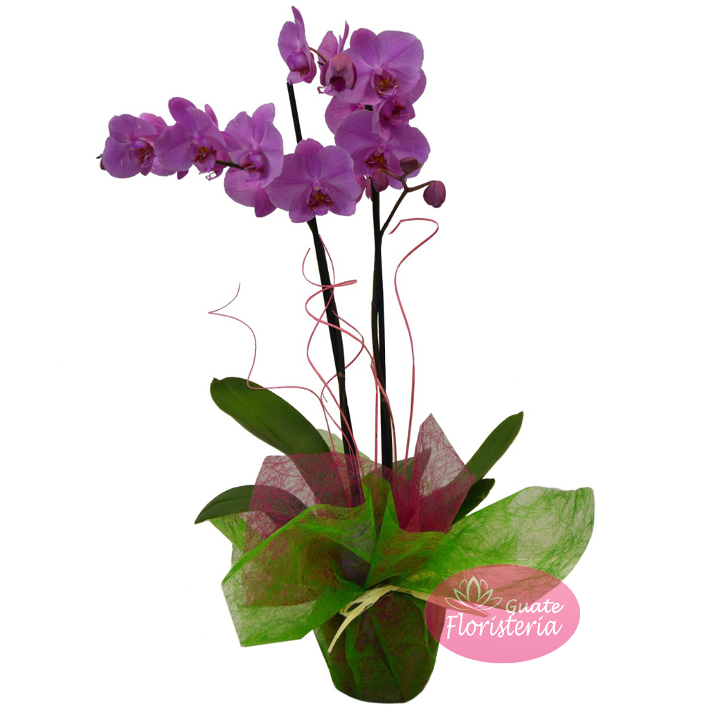 servilleta Felicidades escanear Orquídeas 5 – Floristerías Guate